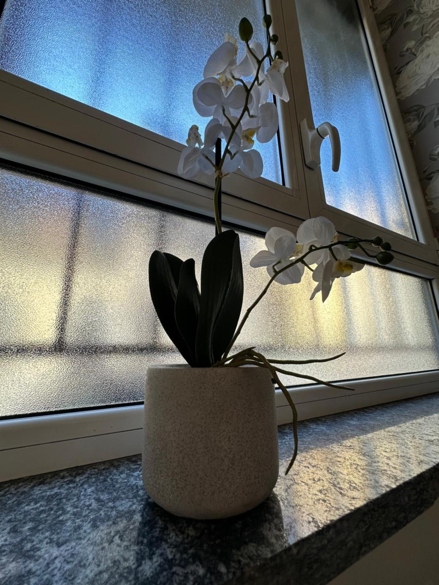 Flowers, A Cozy In