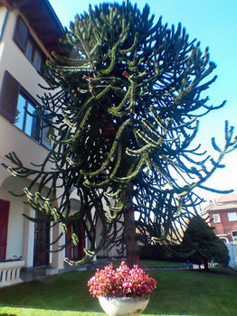 Oasi Apartment *