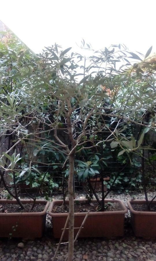 Apartment Central With Garden *