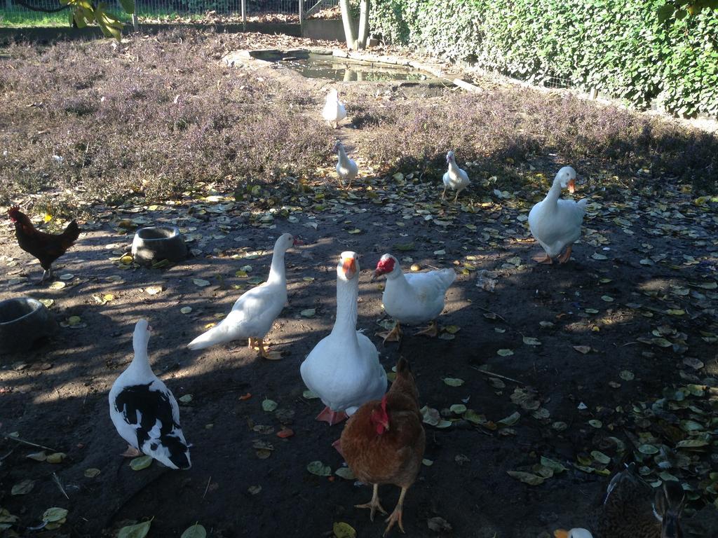 Farm stay Cascina Battivacco Milan