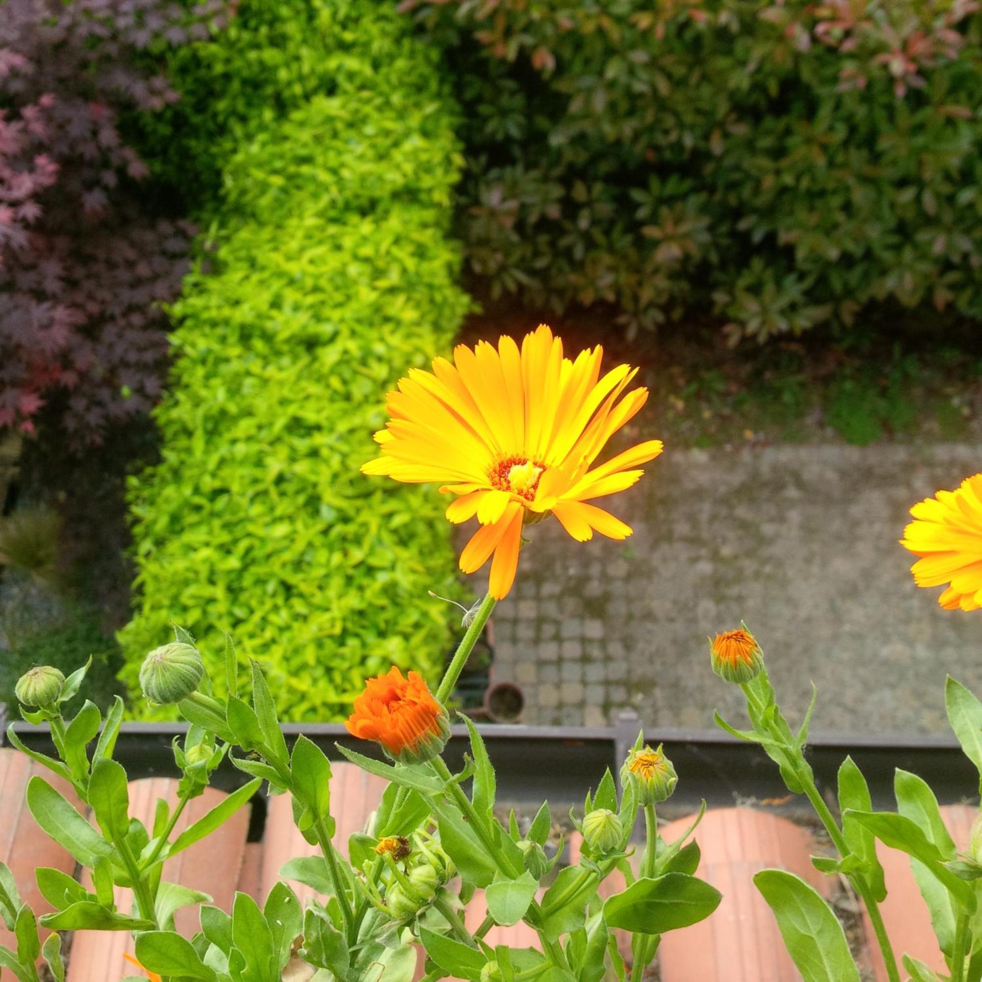 Guest house With Terrace And Loft With Garden In Naviglio Pavese *