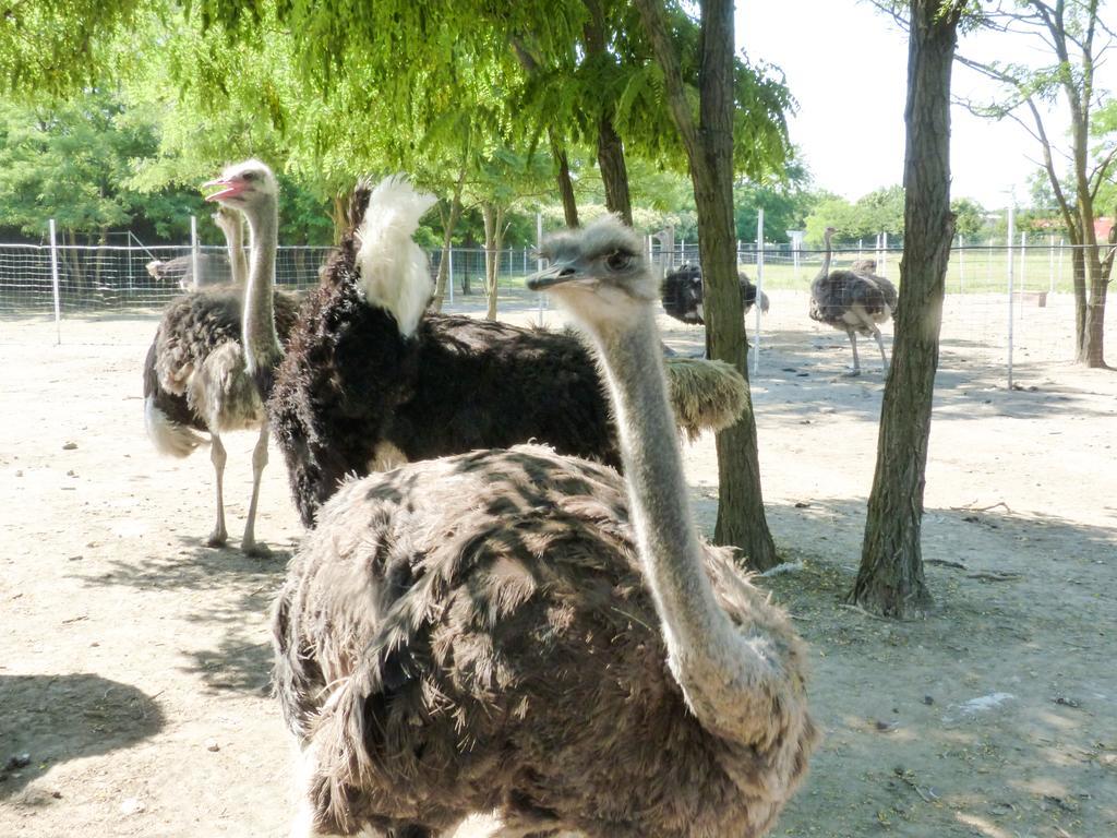 Dolce Luna Farm stay Milan