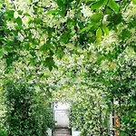 Jasmine Garden
