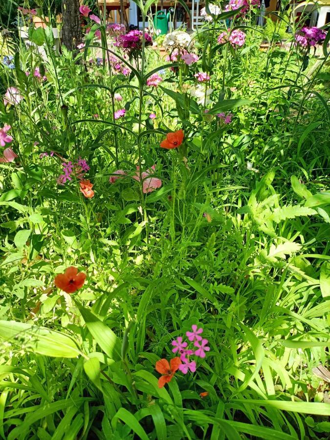 Homestay With A Garden Milan