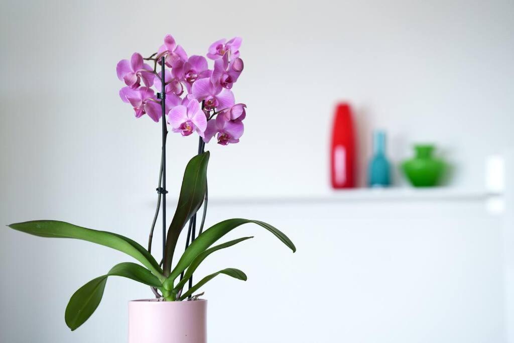 Comfort Style Apartamento *